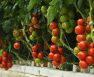 Best pH For Hydroponic Tomatoes
