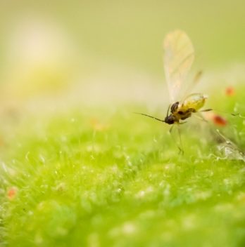 Killing Fungus Gnats In Hydroponics