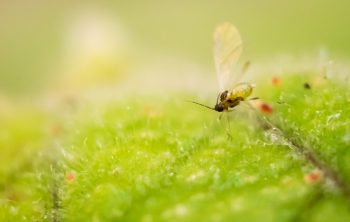 Killing Fungus Gnats In Hydroponics