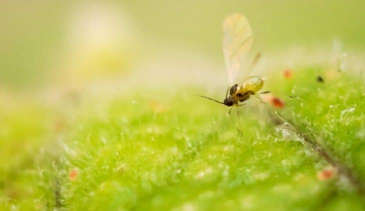 Killing Fungus Gnats In Hydroponics