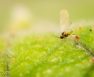 Killing Fungus Gnats In Hydroponics