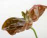 Nutrient Lockout Symptoms