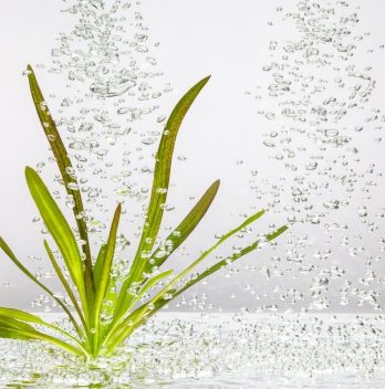 Super Oxygenated Water For Plants