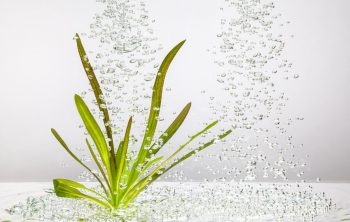 Super Oxygenated Water For Plants