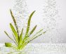 Super Oxygenated Water For Plants