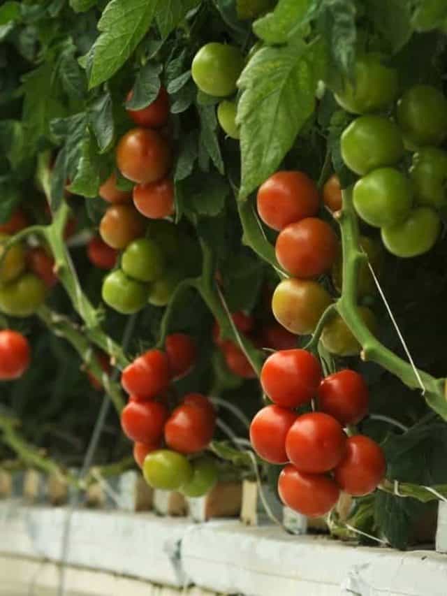 cropped-Best-pH-For-Hydroponic-Tomatoes.jpg