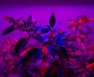 best kelvin for flowering growth