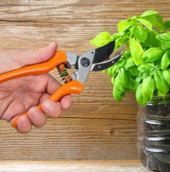 How To Trim Basil To Promote Growth