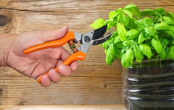 How To Trim Basil To Promote Growth