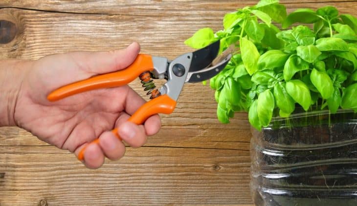 How To Trim Basil To Promote Growth