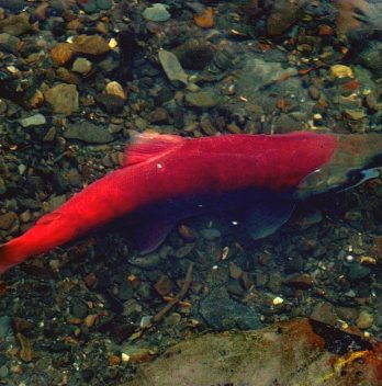 Raising Salmon At Home