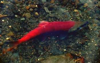 Raising Salmon At Home