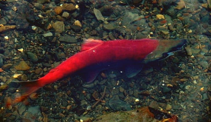 Raising Salmon At Home