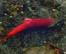Raising Salmon At Home