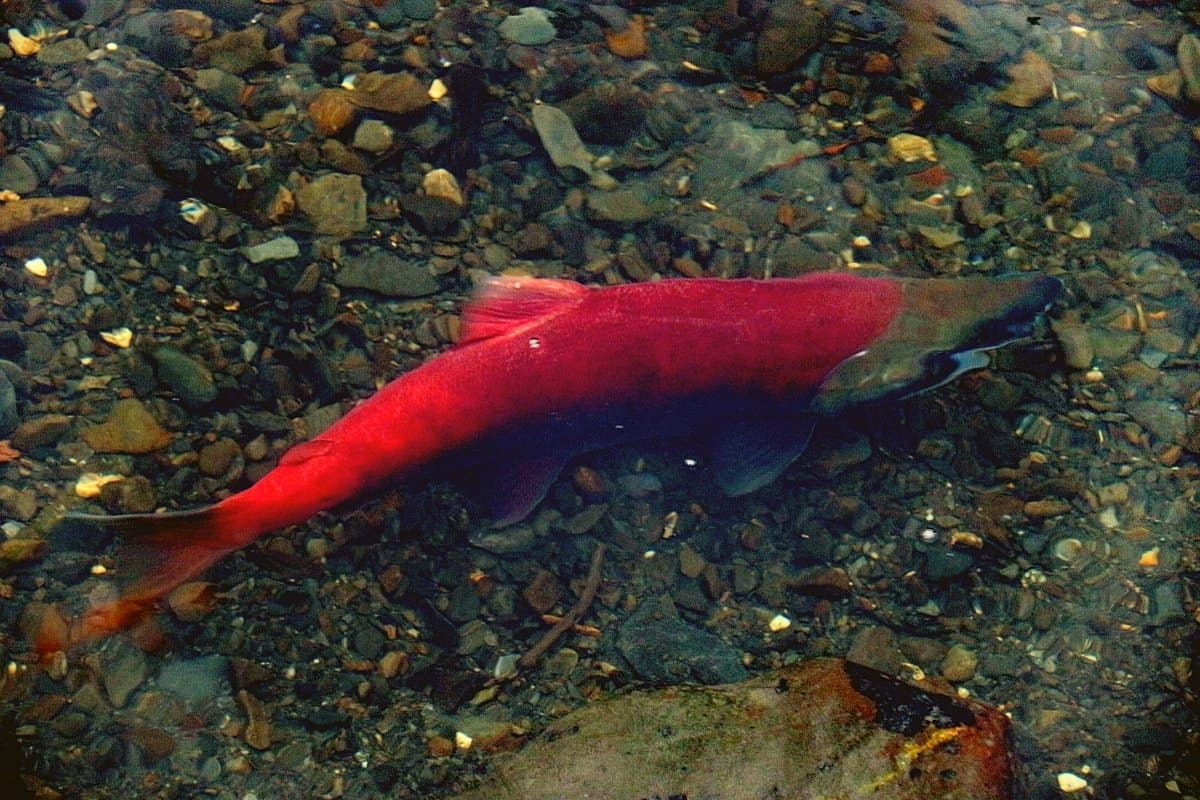 Raising Salmon At Home