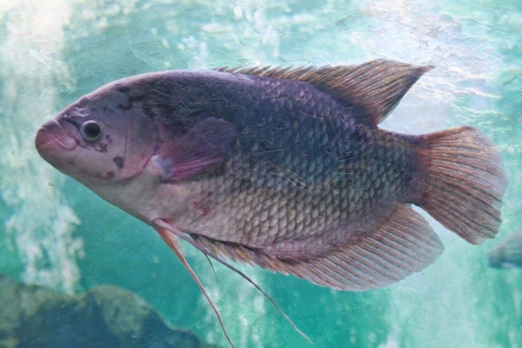 Exigences de température du tilapia pour l'aquaponie Grower Today