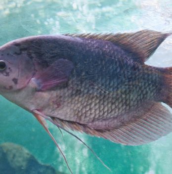 tilapia water temperature