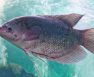 tilapia water temperature