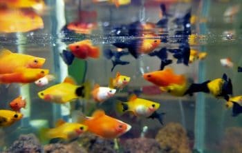 Aquaponic Fish To Plant Ratio