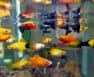Aquaponic Fish To Plant Ratio