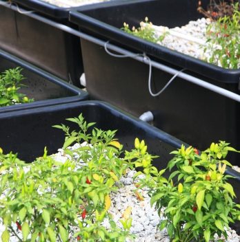 Aquaponics Filtering Systems