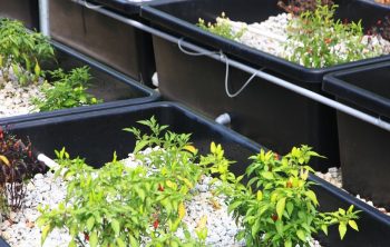 Aquaponics Filtering Systems