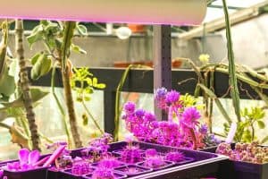 grow light color temperature