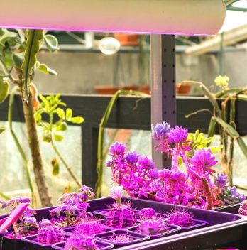 grow light color temperature