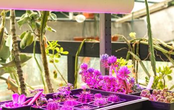 grow light color temperature