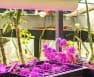grow light color temperature