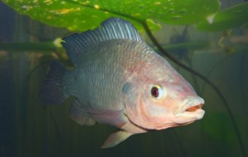 How Fast Do Tilapia Grow