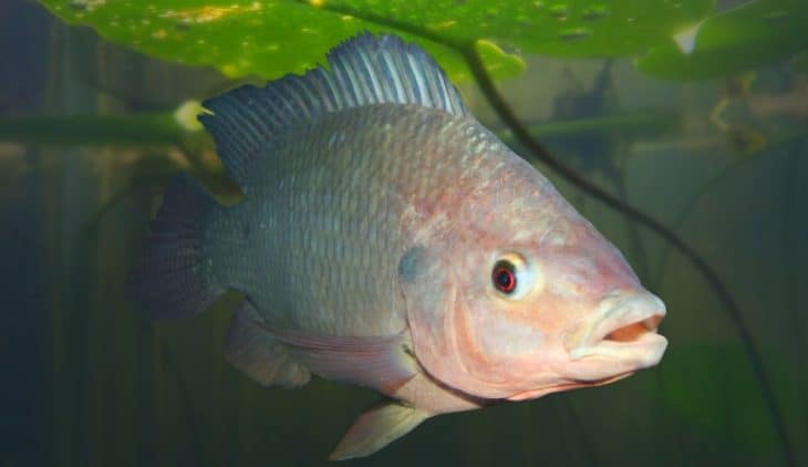 How Fast Do Tilapia Grow