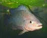 How Fast Do Tilapia Grow