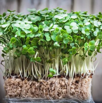 How To Grow Watercress In Aquaponics