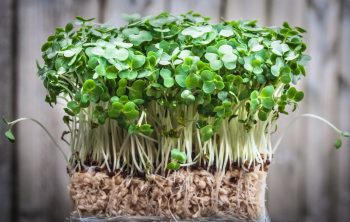 How To Grow Watercress In Aquaponics