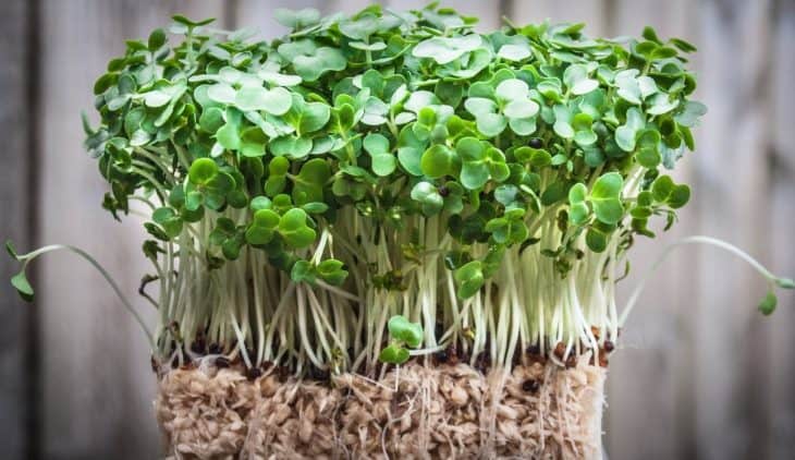 How To Grow Watercress In Aquaponics