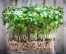How To Grow Watercress In Aquaponics