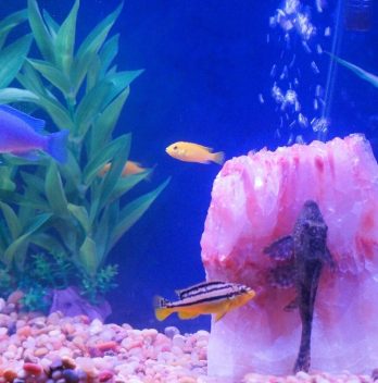 How To Raise Catfish In A Tank