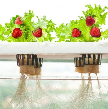 Kratky Method For Strawberries