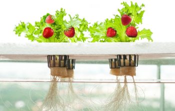 Kratky Method For Strawberries