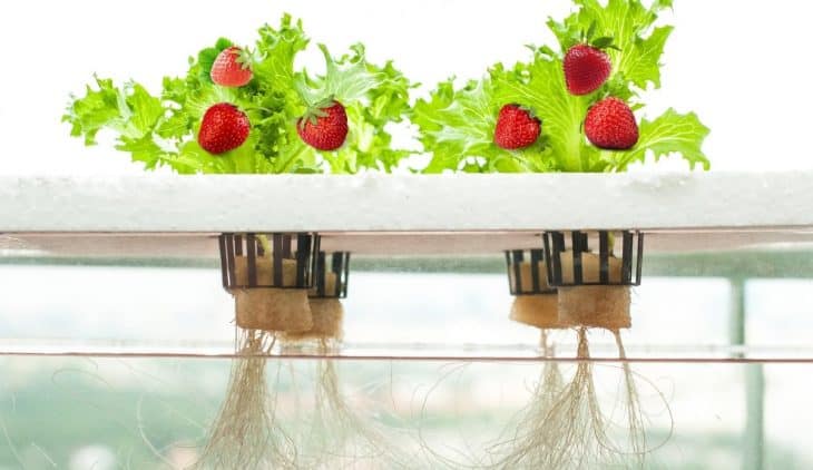 Kratky Method For Strawberries