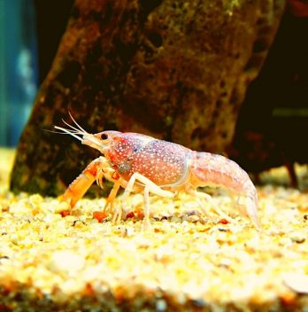 crawfish aquaponics