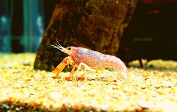 crawfish aquaponics