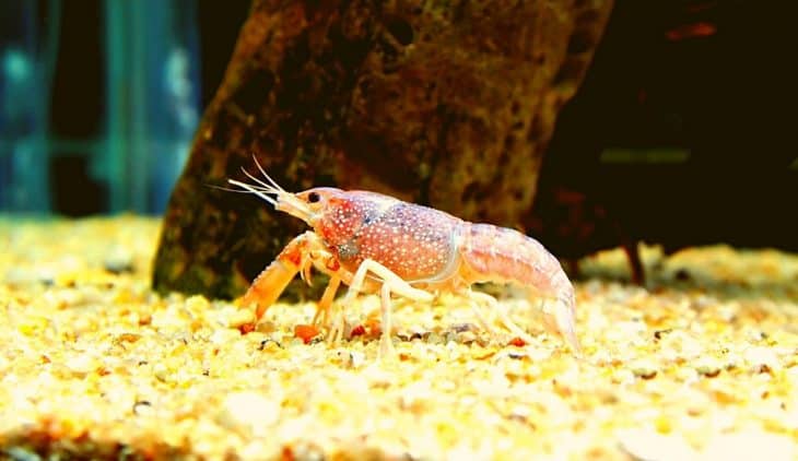 crawfish aquaponics