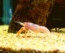 crawfish aquaponics