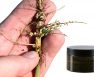 Rootech Cloning Gel Review