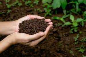 simple super soil recipe