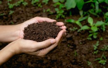 simple super soil recipe