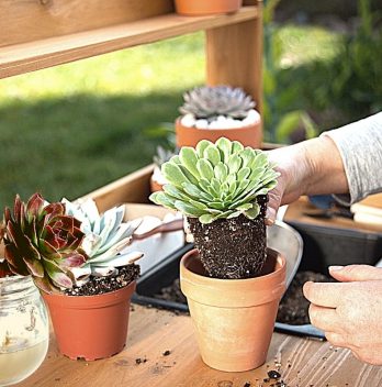 Transferring Soil Plants To Hydroponic