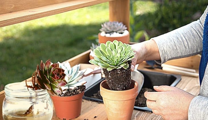 Transferring Soil Plants To Hydroponic